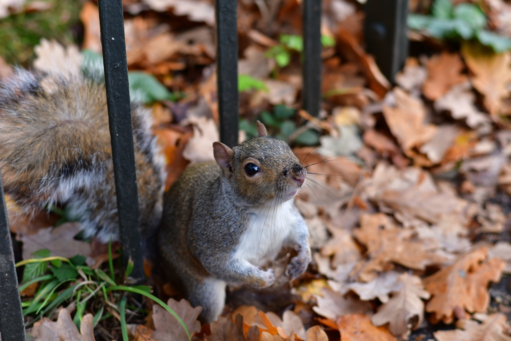 London/Hyde Park/DSC_6818.JPG